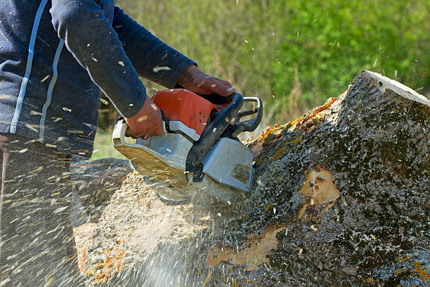 Best Tree Trimming Near Me  in Privateer, SC